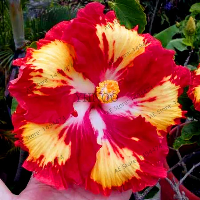 Online Shop 100pcs/bag24 colors giant hibiscus seeds Dinnerplate ... Online Shop 100pcs/bag24 colors giant hibiscus seeds Dinnerplate ...