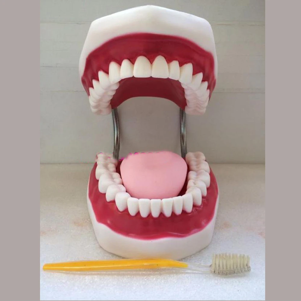 

Dental lab instrument for Tooth Care child kid Dental Teaching Study Model Adult Standard Typodont Demonstration