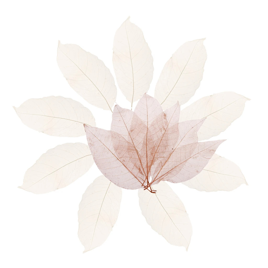 Bulk 100PCS Natural Real Dried Magnolia Skeleton Leaves Leaf for DIY Crafts, Handmade Ornament Bulk 100PCS Natural Real Dried Magnolia Skeleton Leaves Leaf for DIY Crafts, Handmade Ornament