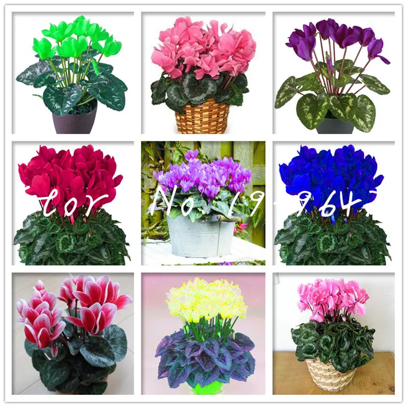 

Sale! 100 pcs Mixed Colors Cyclamen Bonsai, Indoor Bonsai Flower Plants, Variety Complete Budding Rate 95%,radiation Absorption