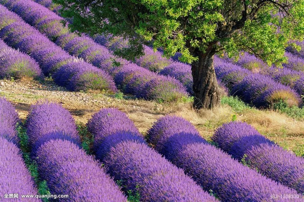 250 г Класс лаванды Сушеные цветок \ 10 Lavandula узколистный семян для масштабного