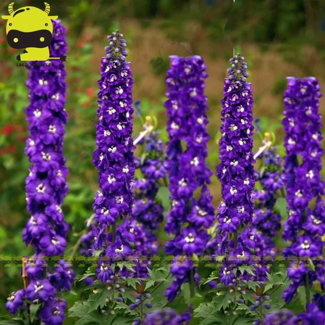 garten blumen lila, seltene larkspur lila delphinium blumensamen, 100 samen/pack, schöne, Design ideen