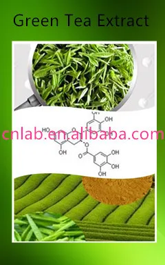 100% Natural Organic 50%-98% EGCG Green Tea Extract Powder,Green Tea Powder,Green Tea Extract