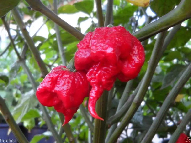 

100 piece Carolina Reaper Chilli Pepper Quality - Super Hot