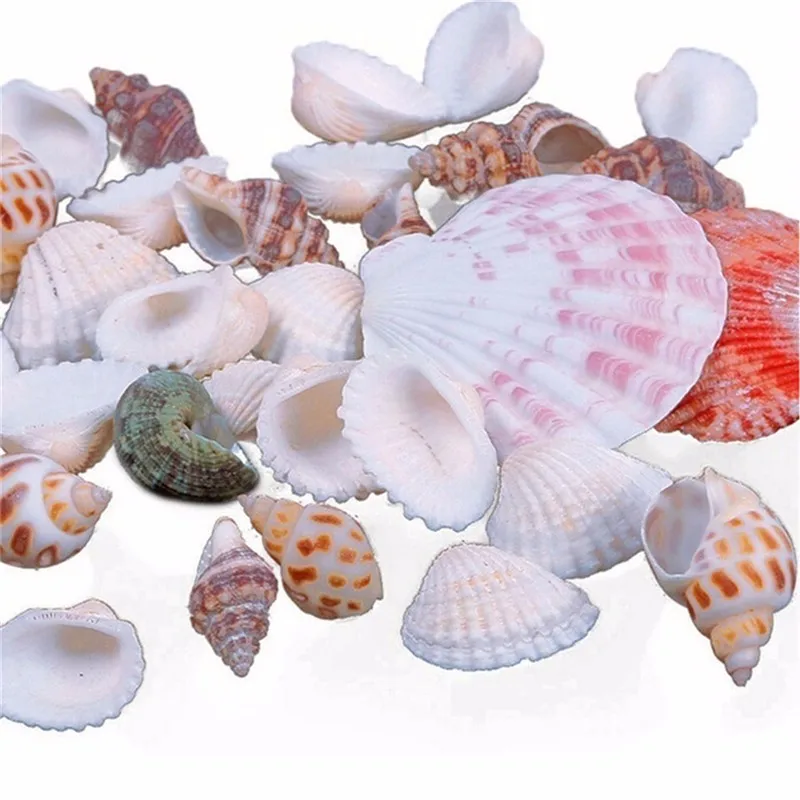 100g Beach Fashion Seashells Sea Shells for DIY Caft Decor Fashion Jewelry Decoration