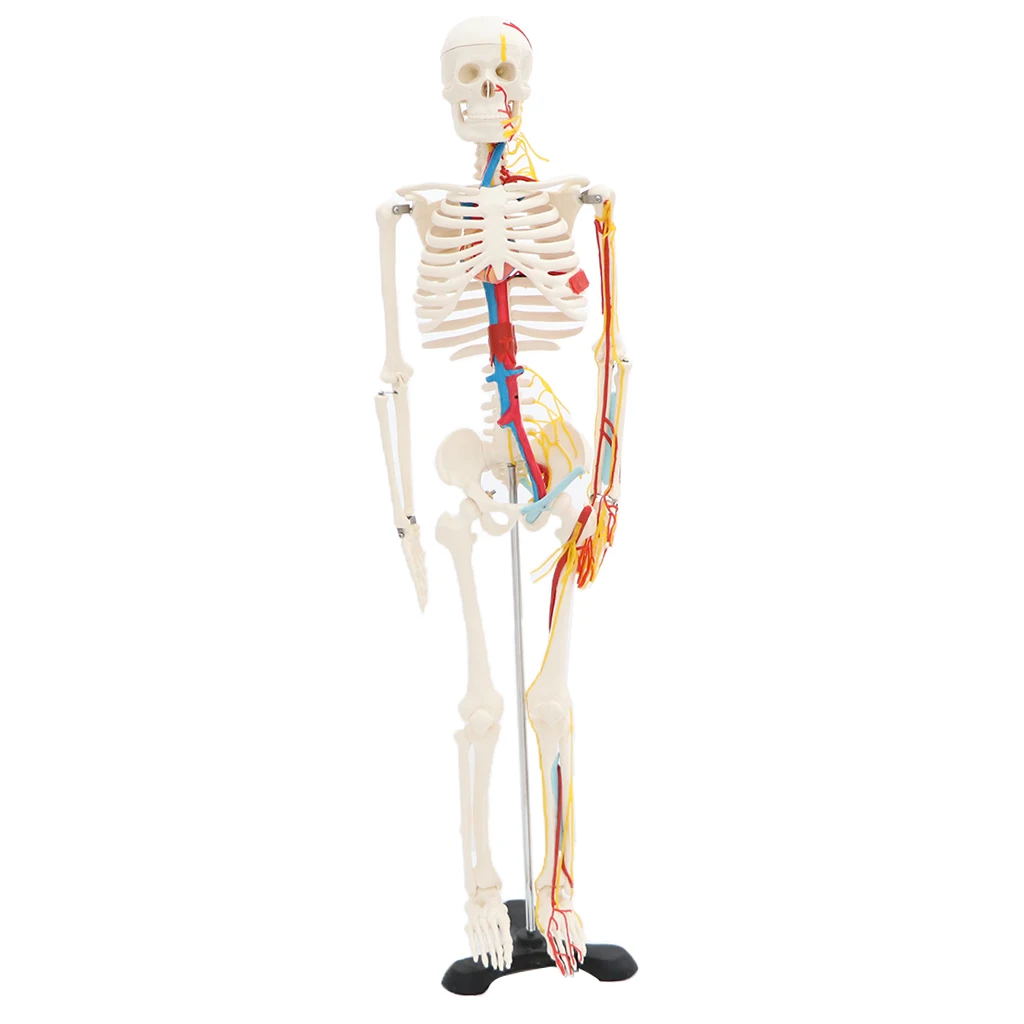 42cm Human Children Body Skeleton Model & 85cm Skeleton Bone Model with Heart Vessel School Anatomical Models Teaching Aids