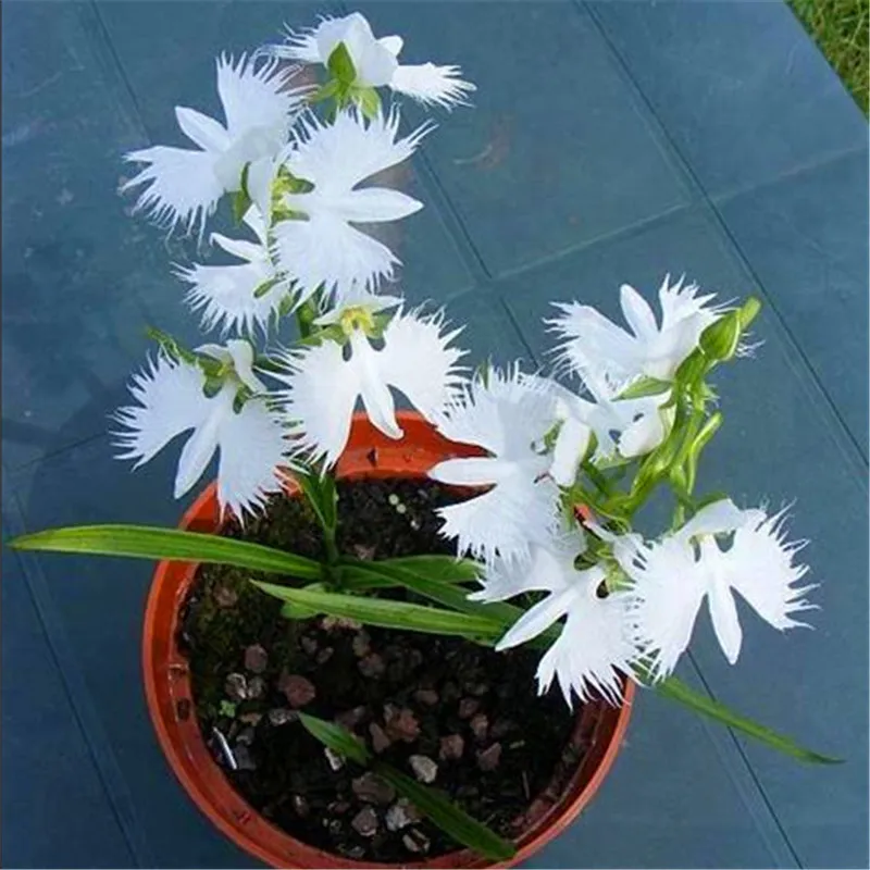 100 Pcs/Lot White Egret Orchid Flower Bonsai Plants Rare Peace Pigeon Orchidee Flower Potted Planting for Home Garden Decoration