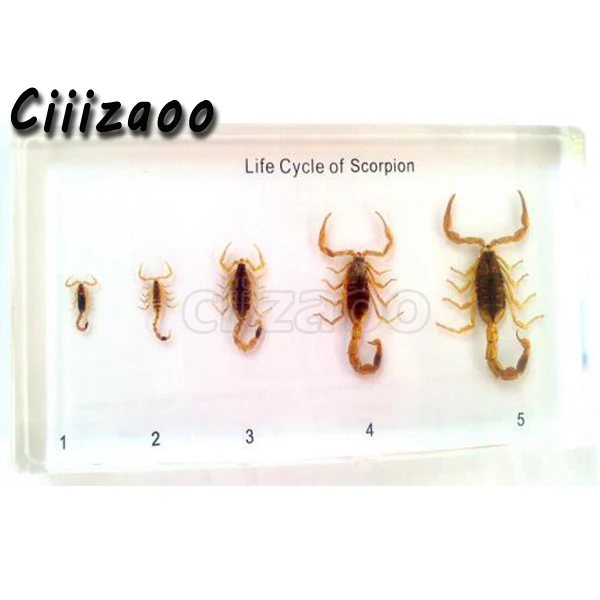

Life Cycle of Scorpion Specimen paperweight Taxidermy Collection embedded In Clear Lucite Block Embedding Specimen