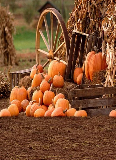 

5x7FT Farm Cottage Pumpkins Havest Barnyard Old Hub Custom Photo Backdrop Studio Backgrounds Vinyl 150cm x 220cm