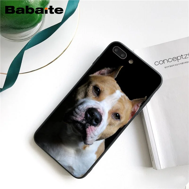 Pit Bull Lovely Pet Dog Pitbull