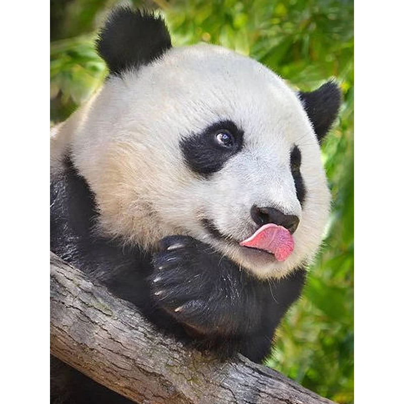 

Full 5D Diy Daimond Painting Cross-stitch "Cute Panda" 3D Diamond Mosaic Round Rhinestones Painting Embroidery Cross Stitch