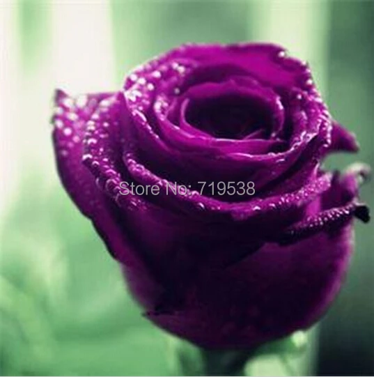 Aliexpress New Rare 100 Pcs Rose Seeds Purple Black New Rare 100 Pcs Rose Seeds Purple Black White Red Blue Bonsai Lovely Flowers