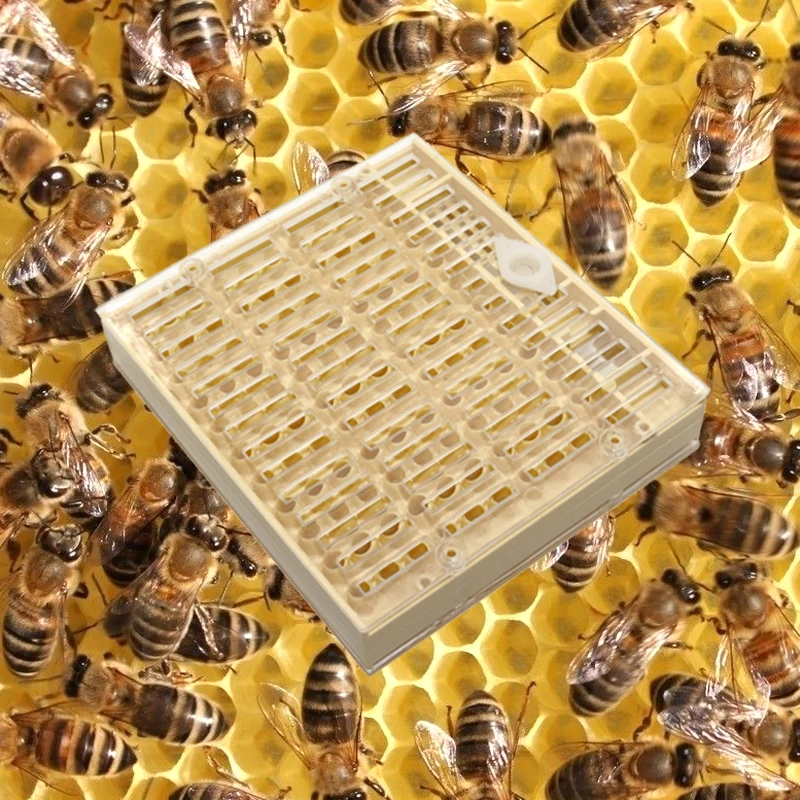 2 Satz Kunststoff Queen Cage Bienenzucht Bee Equipment Tool Gelb 2 Zoll Dia 