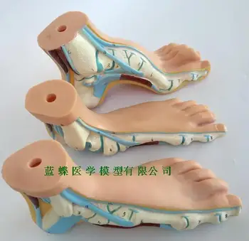 Foot model human foot palm muscle model arch foot model foot anatomy iso foot anatomy model anatomical foot model