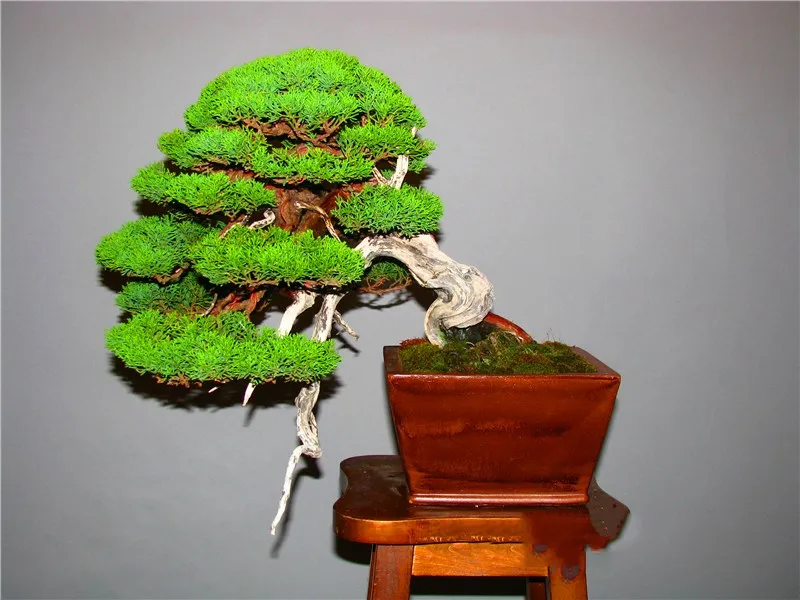 Best-Selling-50-Pieces-Pack-juniper-bonsai-tree-potted-flowers-office-bonsai-purify-the-air-absorb(5)
