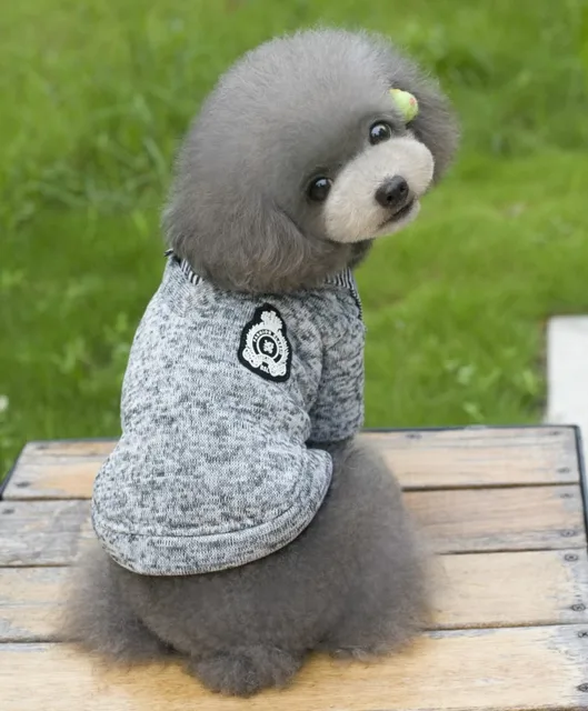 teddy bear dog coat
