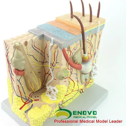 70 раз увеличить анатомическую структуру модели кожи человека и минимально инвазивной лицевой модели кожи косметической пластической хирургии