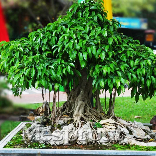 online buy wholesale ficus religiosa from china ficus religiosa wholesalers aliexpress com online buy wholesale ficus religiosa from china ficus religiosa wholesalers aliexpress com