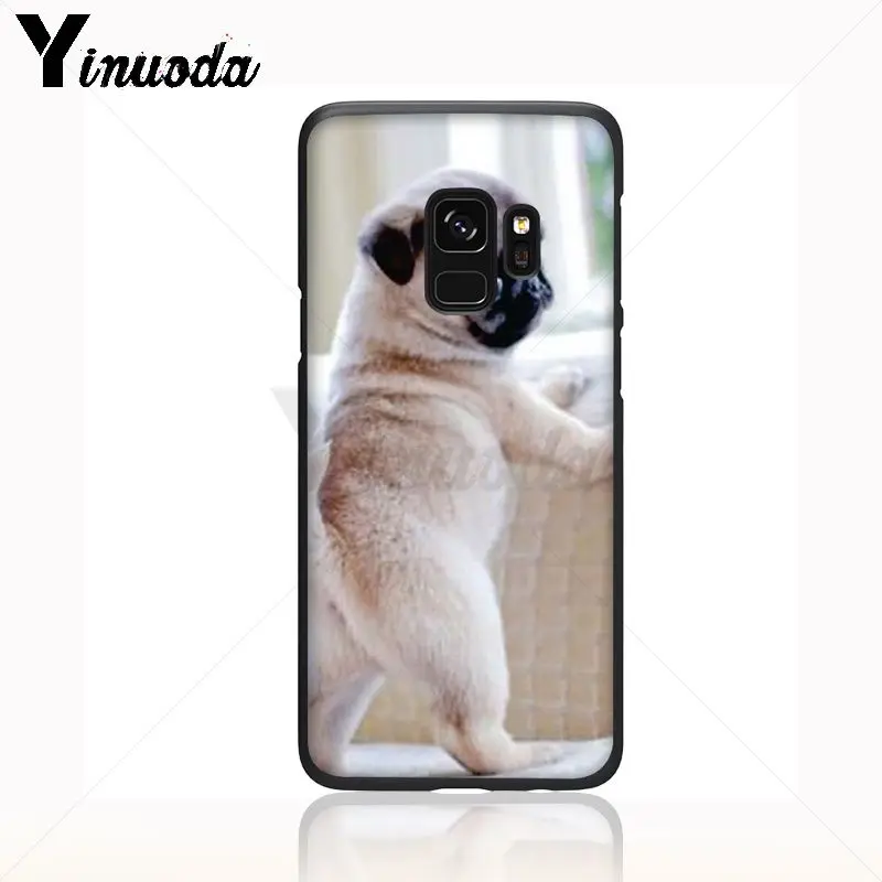 pug dog animal