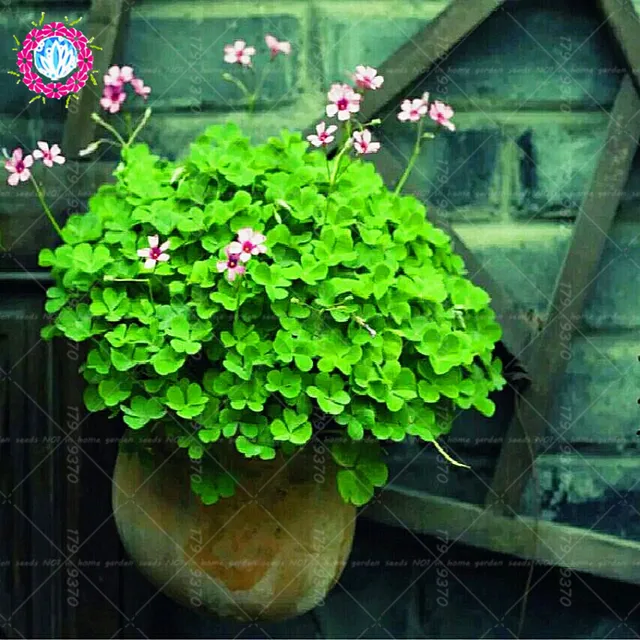 100pcs beautiful Clover .Trifolium bonsai Four Leaf Clover Grass Lucky