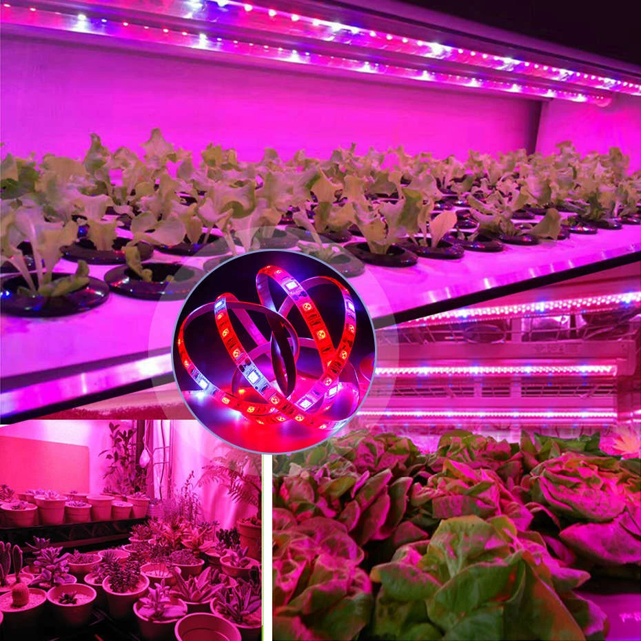 식물 성장용 5050 LED 스트립, 식물 성장용 LED 조명, 식물 성장용 식물 램프, 묘목용 식물 램프|그로잉 램프 ...