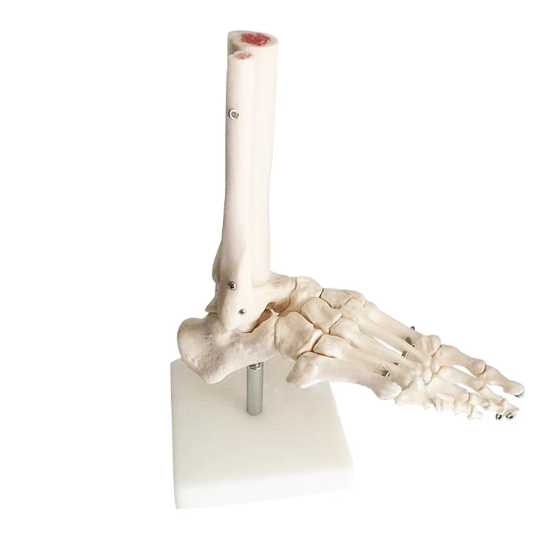 1:1 в натуральную величину, медицинская модель скелета для голеностопного сустава, учебные материалы, анатомический скелет
