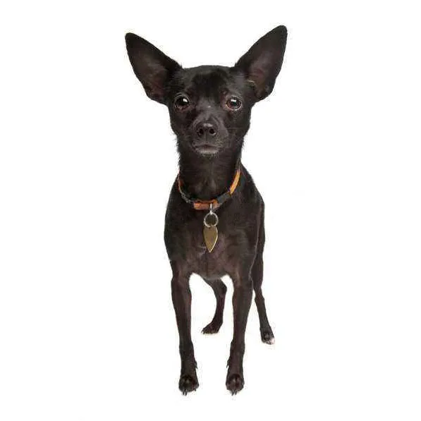 Miniature Pinscher