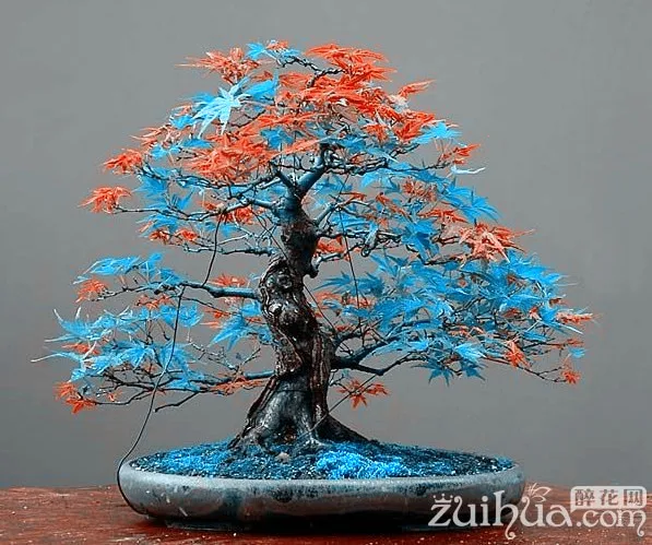 7 Kinds for choose!  20 pcs Rare blue maple Seeds Bonsai Tree Plants Pot Suit for DIY home garden Japanese maple seeds