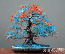 7 Kinds for choose! 20 pcs Rare blue maple Seeds Bonsai Tree Plants Pot Suit for DIY home garden Japanese maple seeds