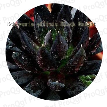 

Prodgf 25Pcs A Set Echeveria Longissima Affinis Bllack night Afterglow Corderoyi Ebony Frank Reinelt Martins Macabeana