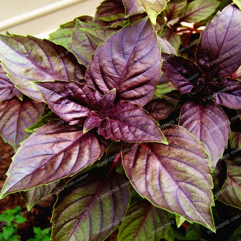 

100 Pcs Purple Basil Bonsai Sweet Ocimum Basilicum Bonsai Ocimum Basilicum And Medicinal Herb Organic Home Garden Planting