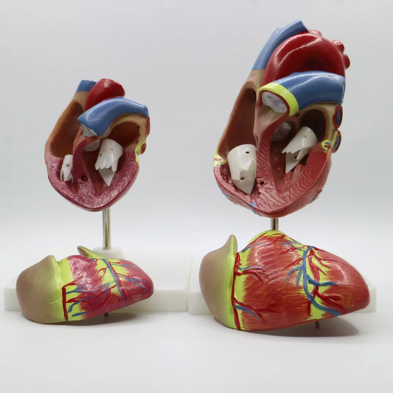 2pcs 1+3 times big PVC Cardiac anatomy heart model Medical teaching tool instructional tool Clinic Figurines