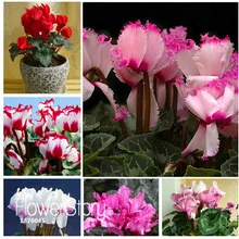 Промоакция! цикламен Семена, цикламен рассады семян, цветы Первоцвет семена, 100 шт./пакет,# 3J92EV