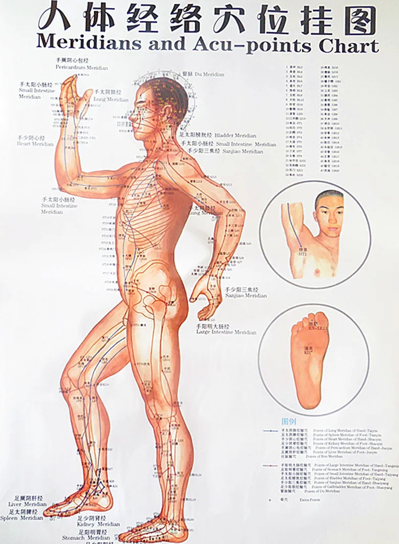 Meridian Chart Of The Human Body