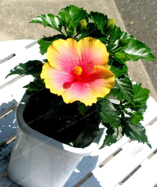 100Pcs Mini Hibiscus Flower Bonsai Hibiscus Syriacus Flower Bonsai DIY