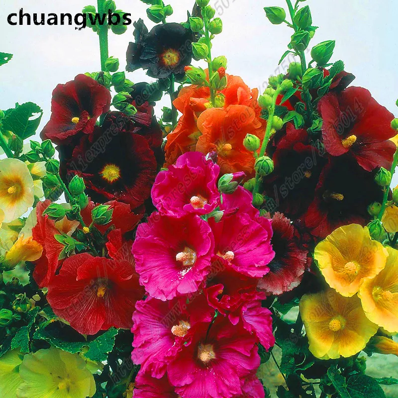

Rare Hollyhock plant Bonsai Althaea Rosea Flower Home Garden Outdoor Flowers 50 Pcs/Bag Hollyhock Mixed Color plant