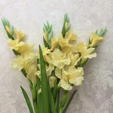 Unduh 300 Wallpaper Bunga Gladiol Gratis Unduh 300 Wallpaper Bunga Gladiol Gratis