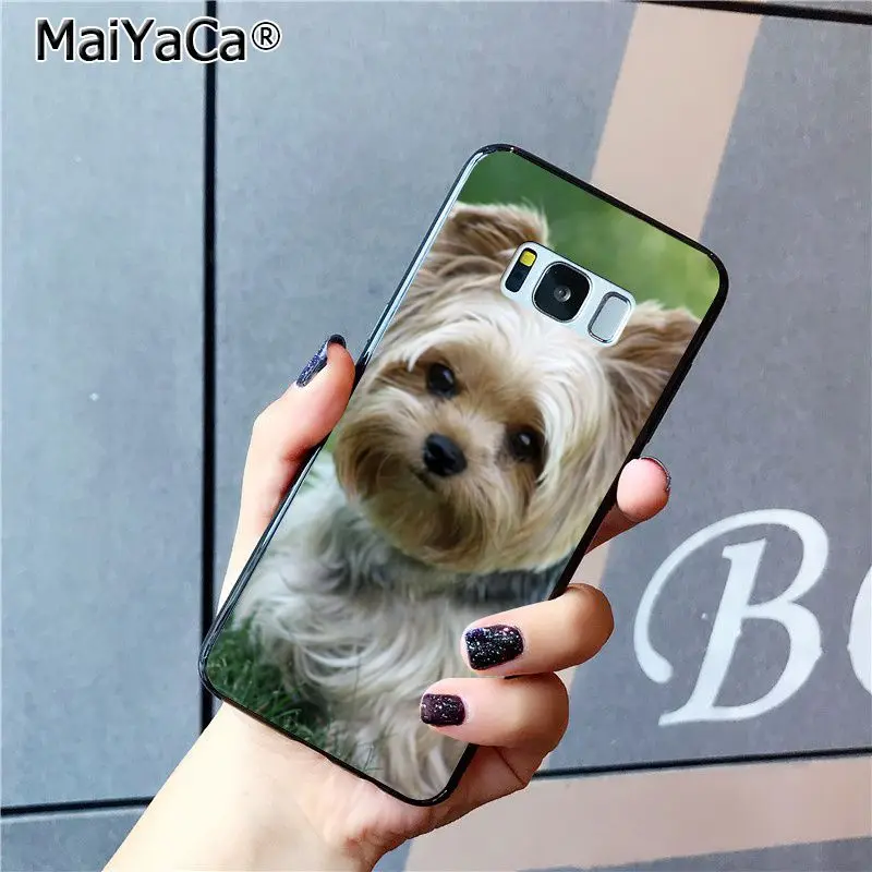 yorkshire terrier dog puppy