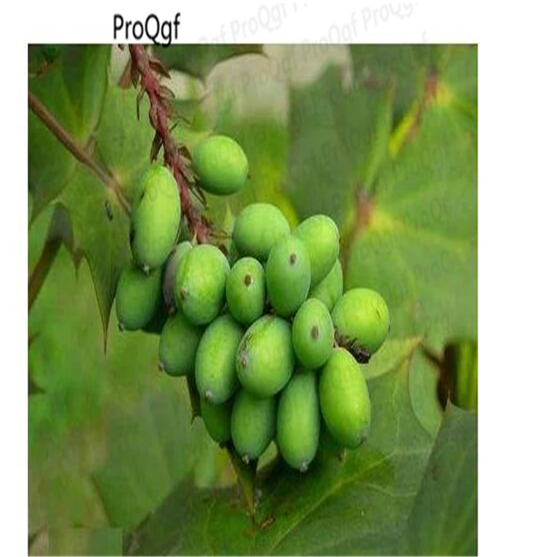 

50Pcs A Set White Olive Gan Lan