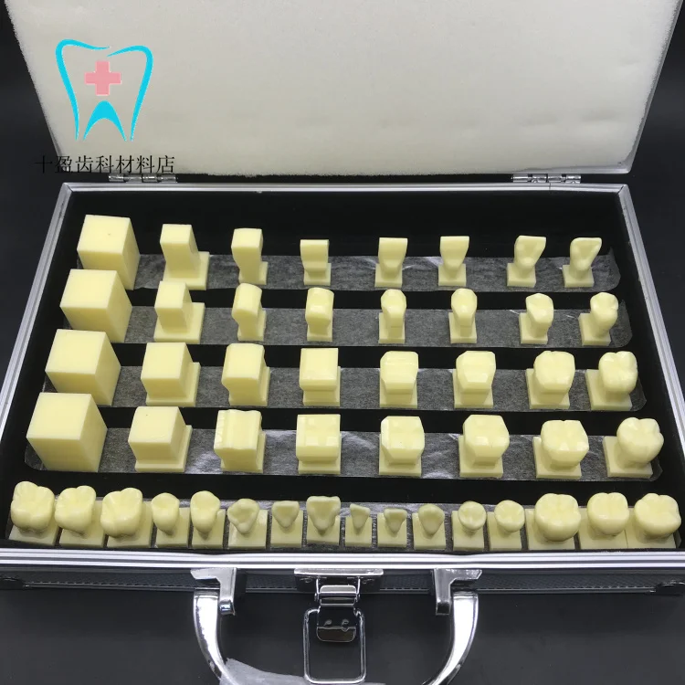 

Oral science student practicing teething model 2.5X dental carving demonstrating model abrasive tool teaching model