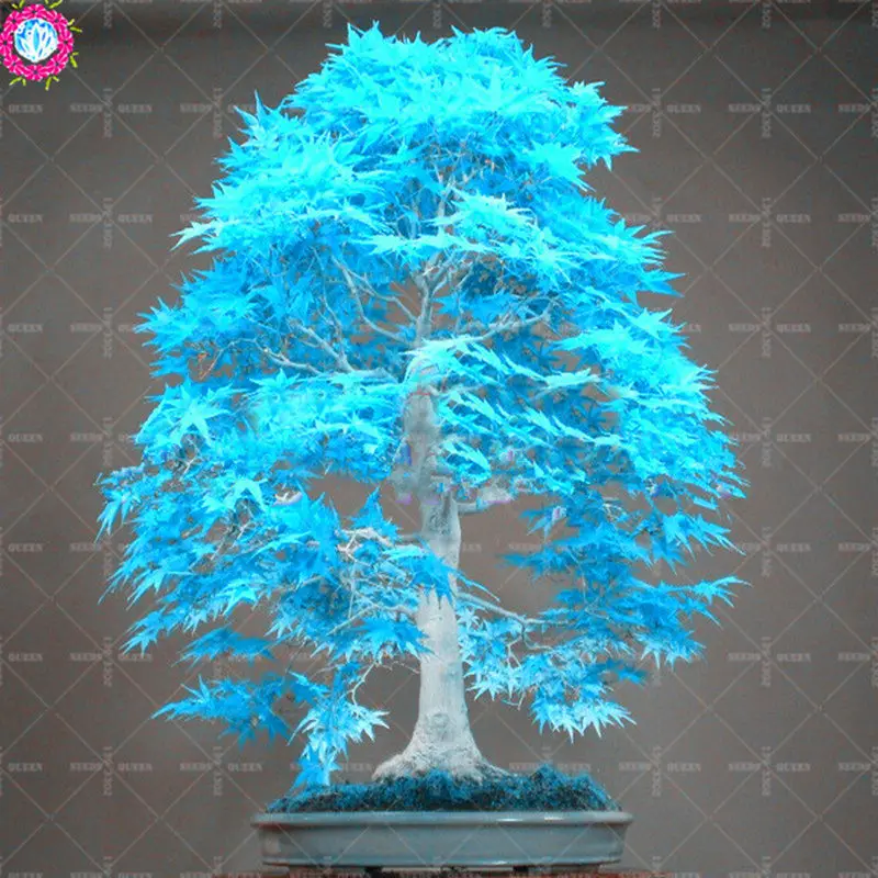BONSAI 10pcs Blue Maple Tree Rare Japanese Maple Tropical Indoor Bonsai Tree Ornamental Potted Plants for Home Garden Decoration