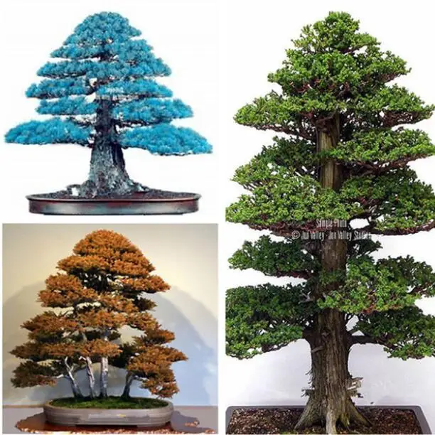 

Details about 100PCS Rare Tree bonsais Bonsai Plant JAPANESE Cedar