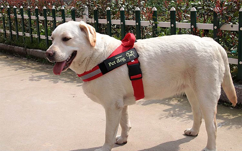 Harnesses-16-13