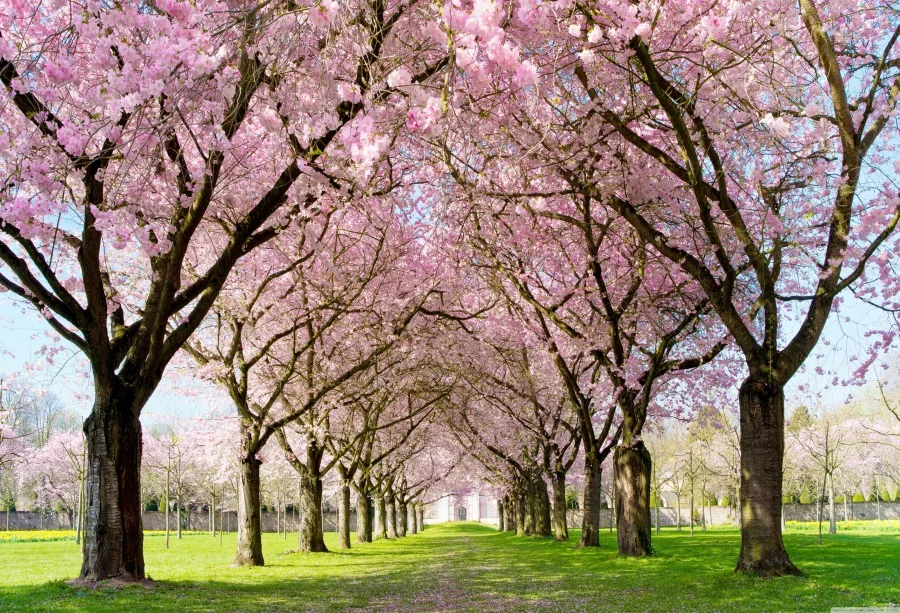 

Laeacco Spring Forest Trees Flowers Scenic Photographic Backgrounds Customized Photography Backdrops For Photo Studio