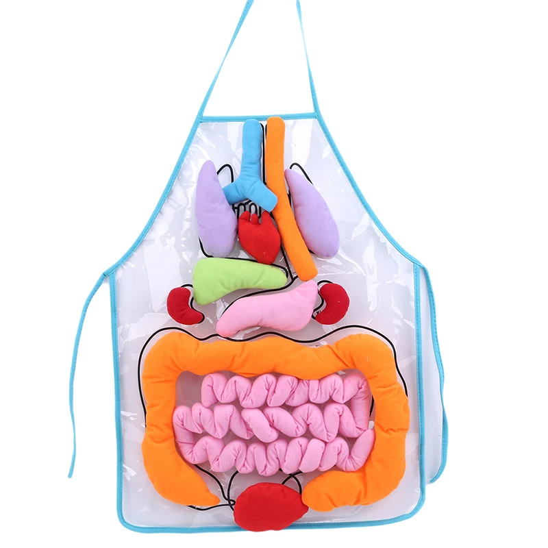 Children Intellectual Development Teaching Aids Biology Transparent Apron Early Learning Education Toys For Children