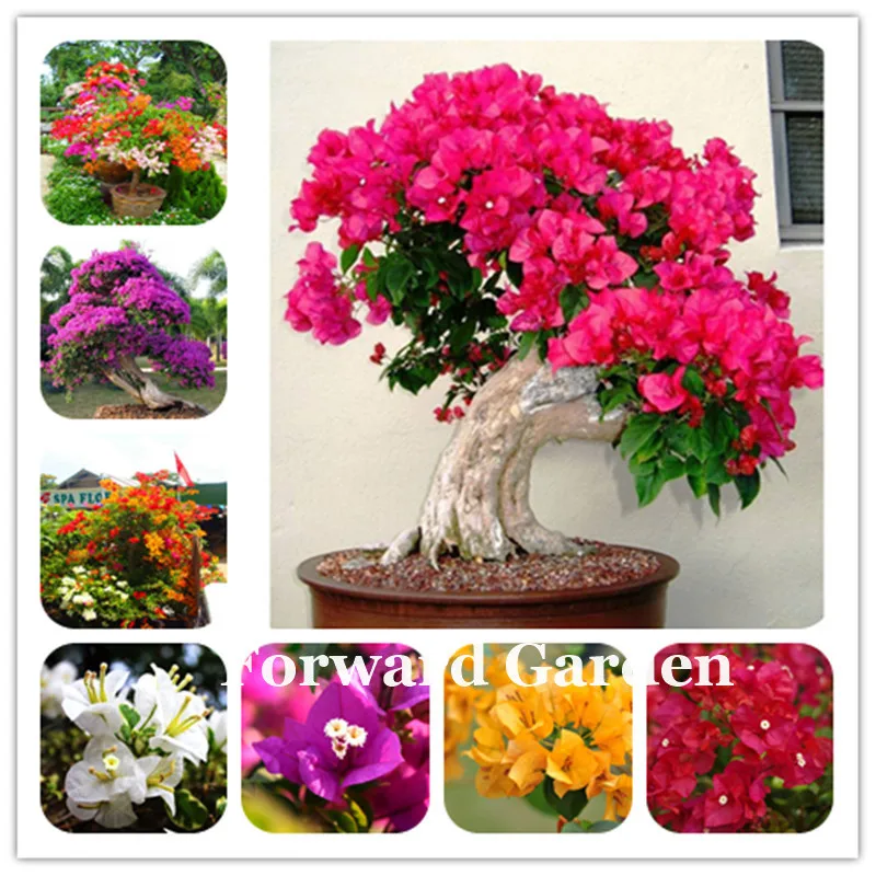 

100Pcs Thailand Bougainvillea Bonsai,Climbing Spectabilis Willd Plant Beautiful Flowerpot Gorgeous Cut Flower Balcony Decoration