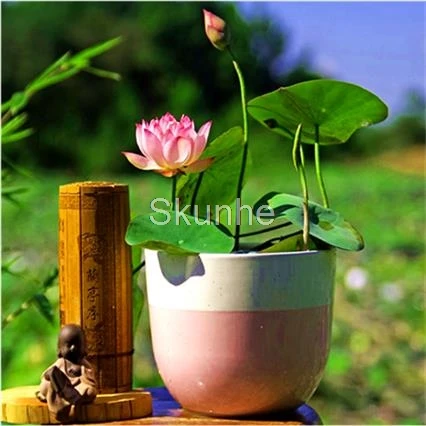 Water cultivation Root flower lotus Four Seasons sowing Lotus bonsai lotus plant green planting flowers potted plant 5/bag