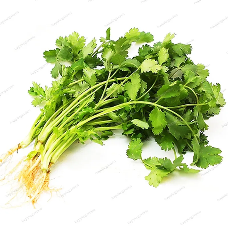 

200 pcs caraway & Organic green caraway & Leaf coriander sowing four seasons courtyard balcony potted vegetable bonsai