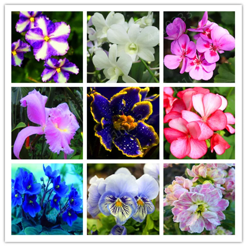 

Big Sale 200 Pcs Variety Of Colors Violet bonsai Garden Plants Violet Flowers Perennial Herb Matthiola Incana plant Flor Bonsai