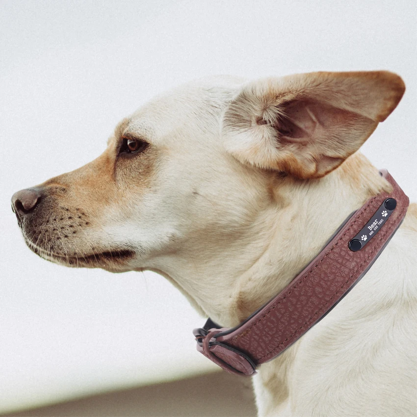 Personalized Leather Dog Collars Personalized Leather Dog Collars